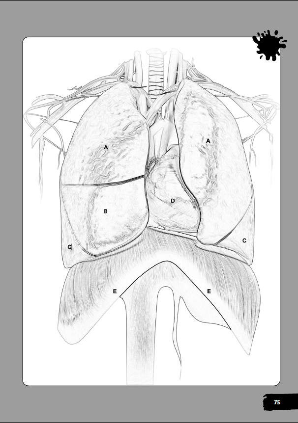 Anatomy & Physiology Coloring Book for EMTs & Paramedics